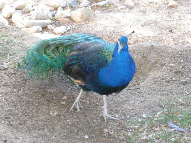 Peacock